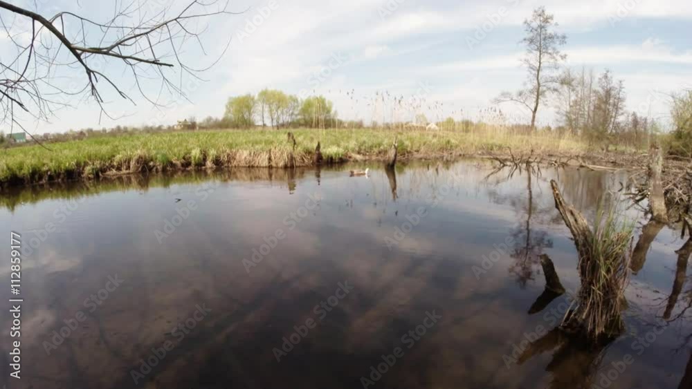 Lone Duck Swimming Along River Accelerating Along Reeds Lone Duck Swimming Along River Accelerating Along Reeds
