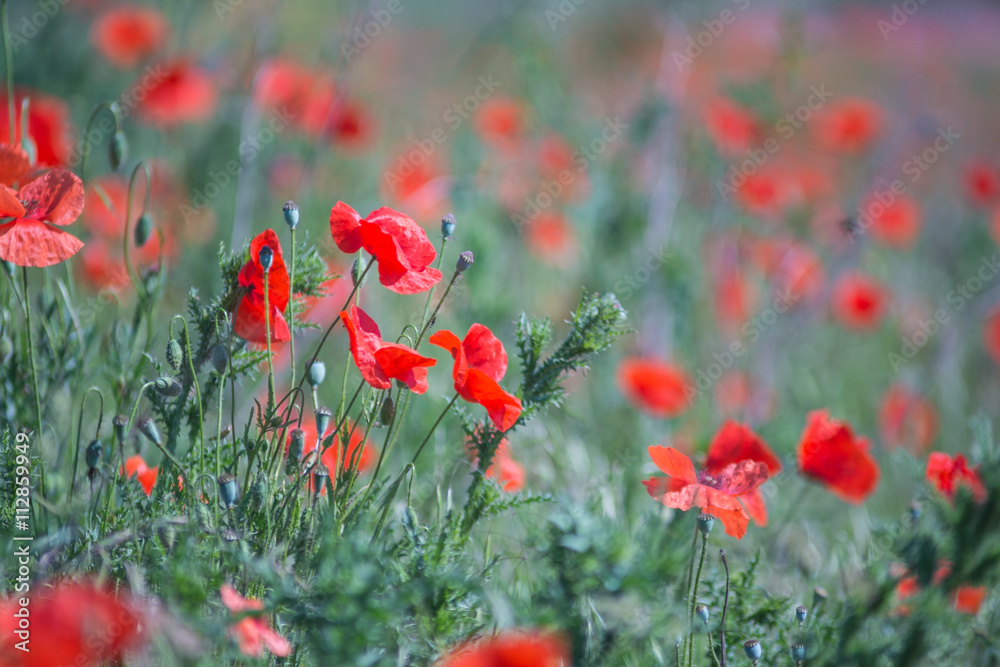 Obraz premium Mohnwiese