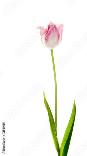 beautiful unusual tulip