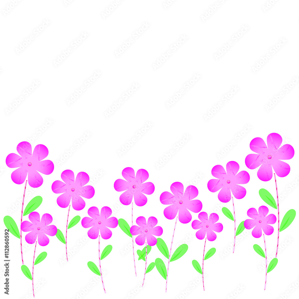 pink flowers white background