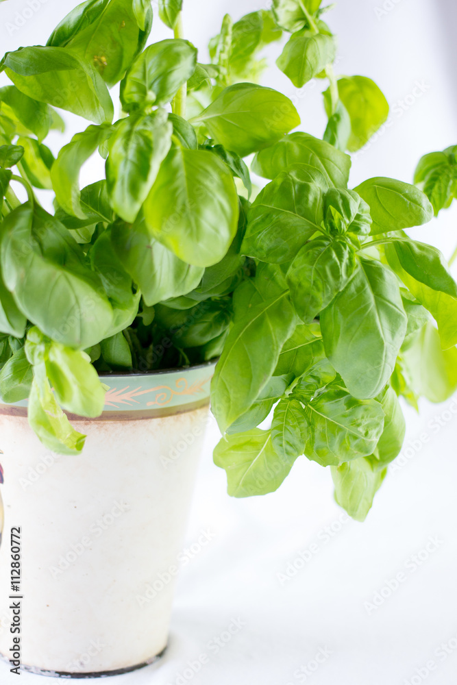 basil close up on a white background basil close up on a white background