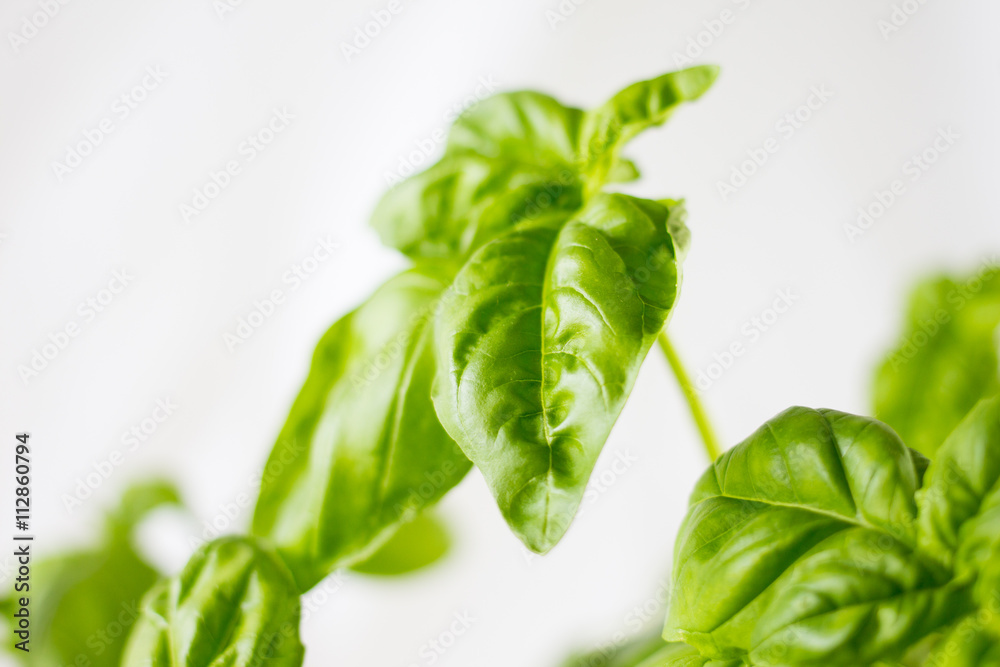 Obraz premium basil close up on a white background 