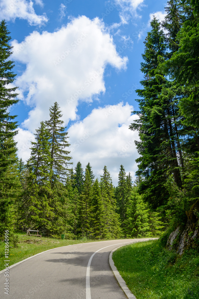 Free Road among Beautiful Forest in the National Park Durmitor, Montenegro Free Road among Beautiful Forest in the National Park Durmitor, Montenegro