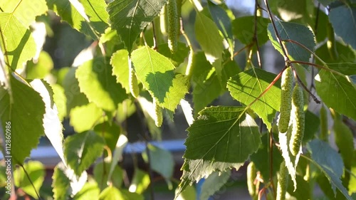 the rustling of birch twigs
