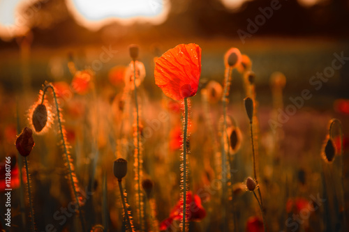 Fototapeta Naklejka Na Ścianę i Meble -  Beautiful poppy field landscape during sunset