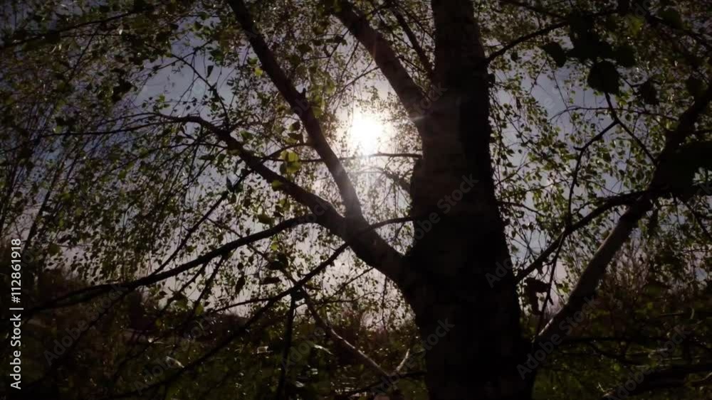 Sun Light Penetrates Through Birch Foliage About it Trunk Panorama From the Top Down Sun Light Penetrates Through Birch Foliage About it Trunk Panorama From the Top Down