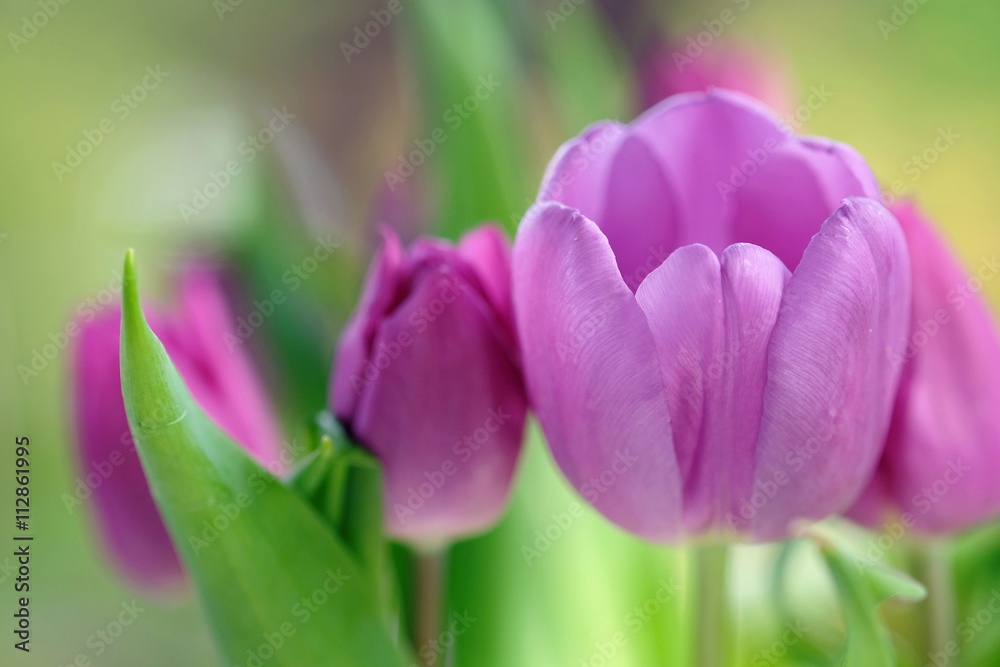 Fototapeta premium Bukiet tulipanów