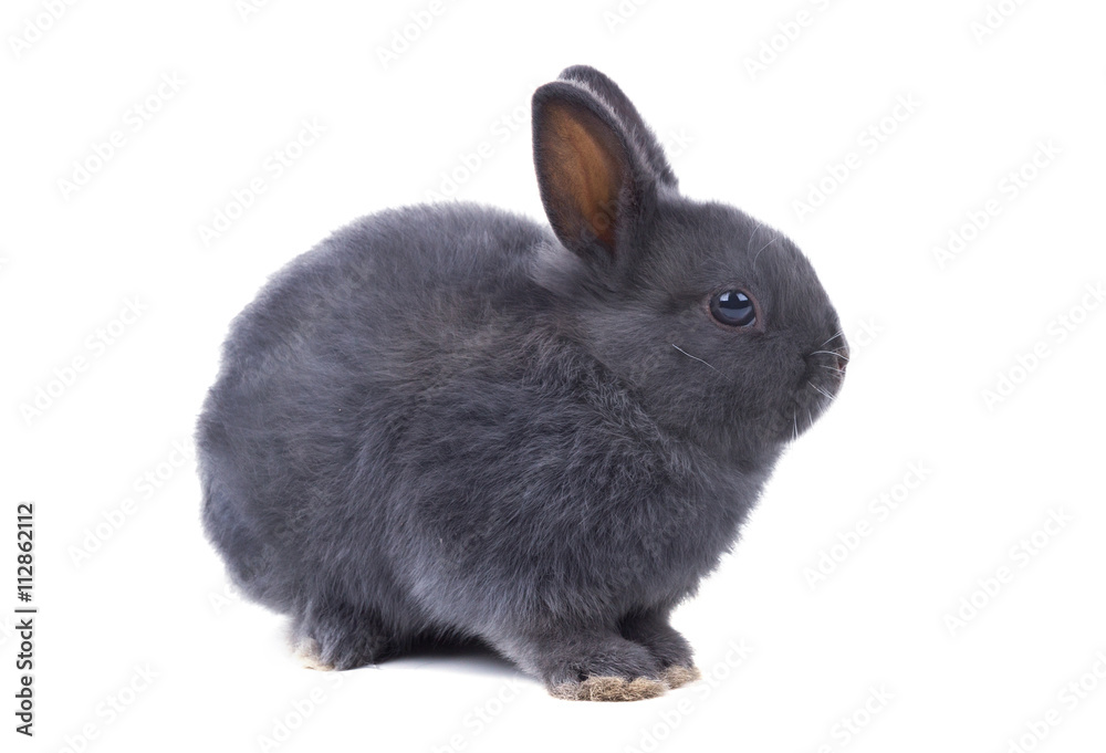 Gray fluffy dwarf rabbit sits on a white background. Isolated Gray fluffy dwarf rabbit sits on a white background. Isolated