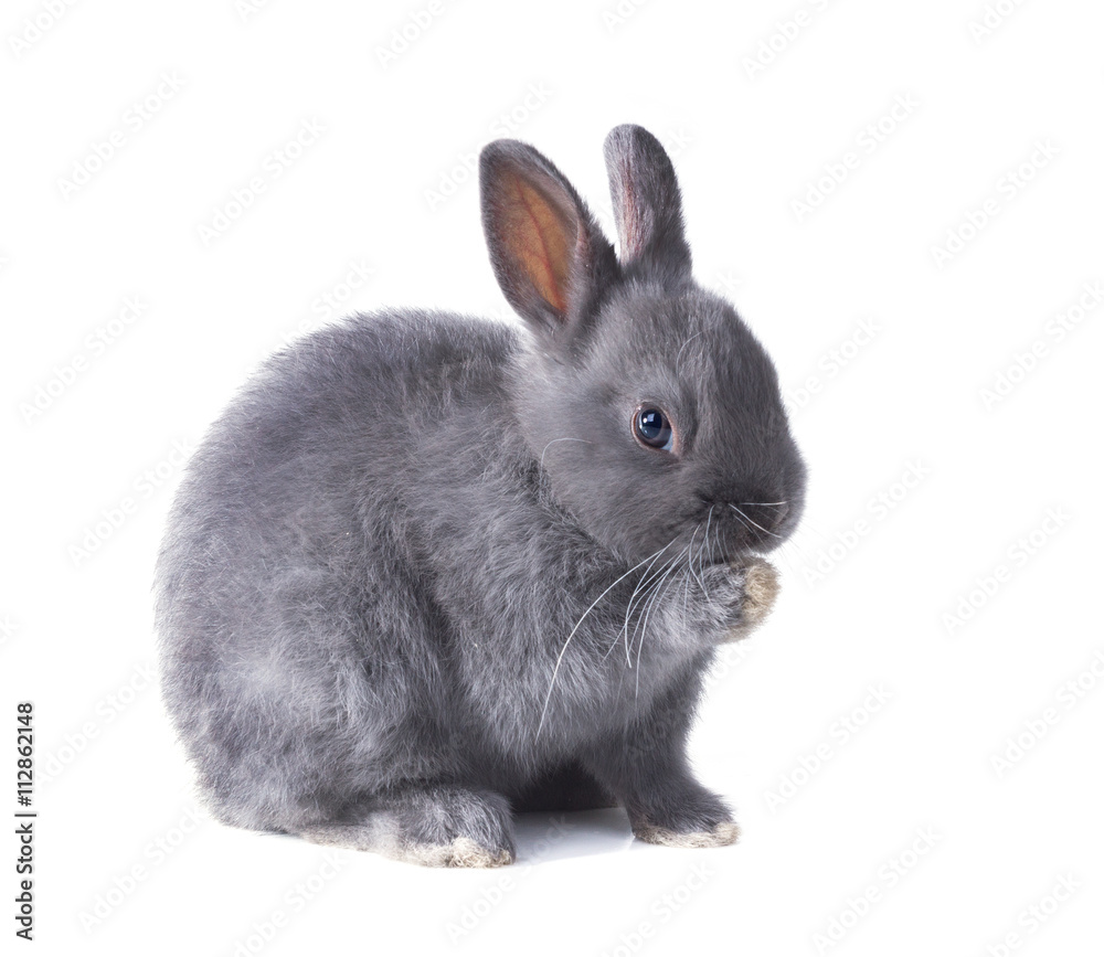 Grey dwarf bunny fluffy licking his paw. Isolated on white background Grey dwarf bunny fluffy licking his paw. Isolated on white background