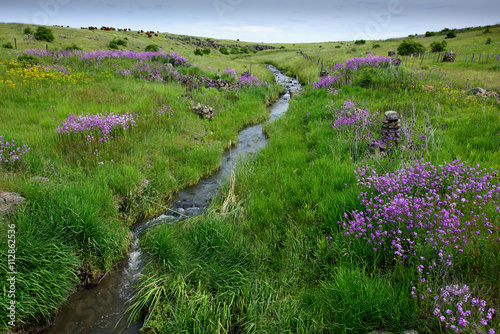 Obraz na plátně Flowers and Stream