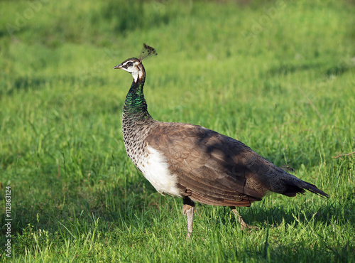  Beautiful young peahen on a green grass photo