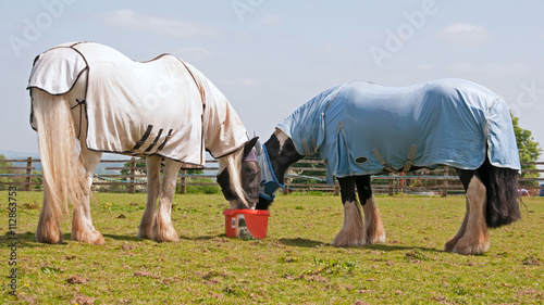 Two ponies wearing fly rugs & sharing a field lick
