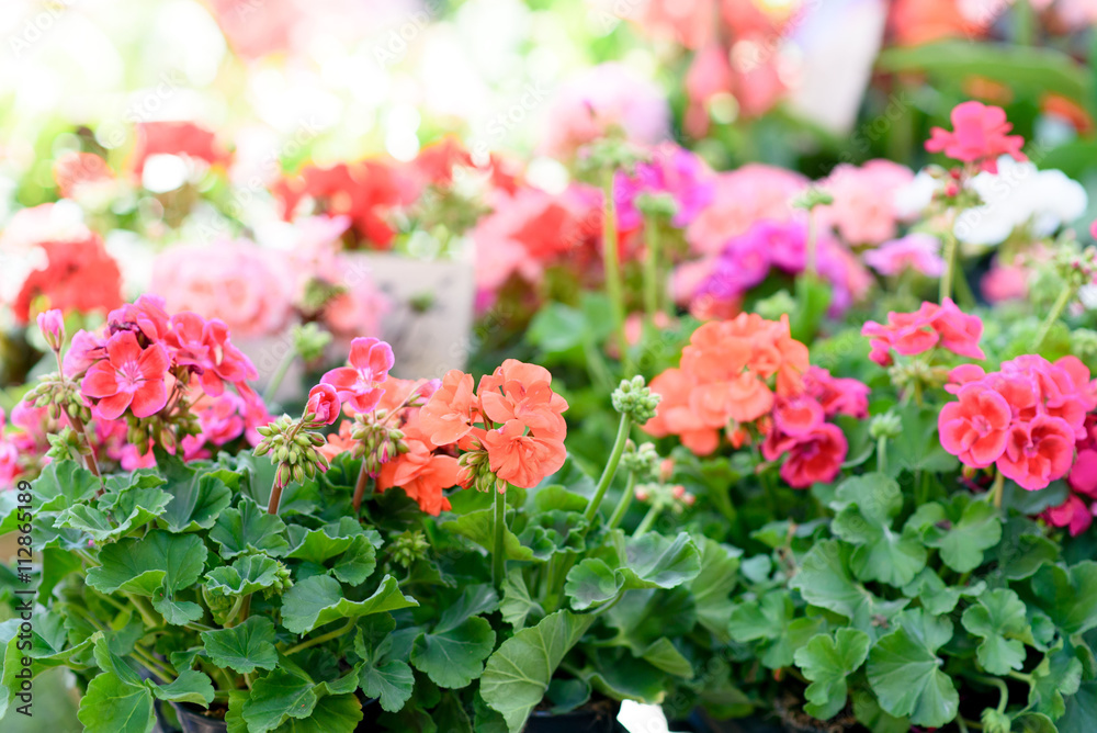 Flower Flower