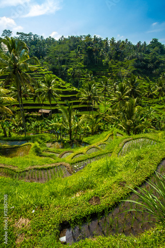 Beautiful green terrace paddy fields on Bali, Indonesia