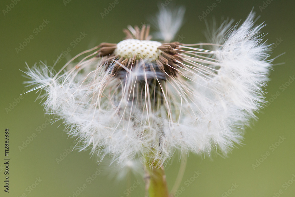 Fototapeta premium dandelion macro