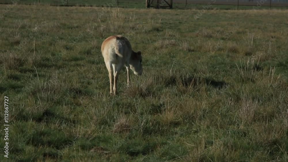 Saiga Antelope Grazing in Meadow Beside Barrage in National Reserve Saiga Antelope Grazing in Meadow Beside Barrage in National Reserve