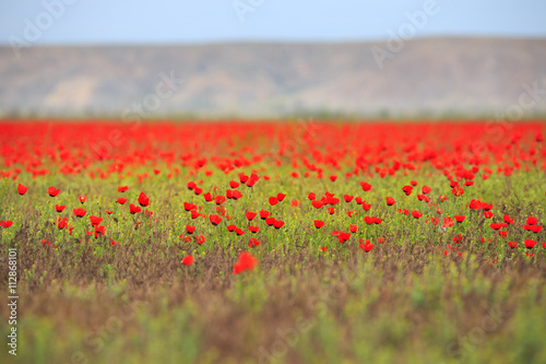 poppy field with mountain  kazakhstan  central asia