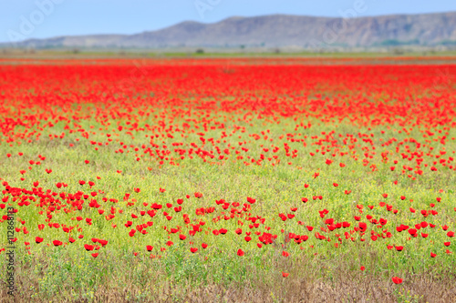 poppy field with mountain, kazakhstan, central asia