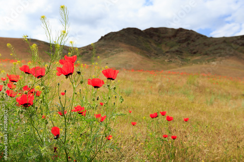 poppy field with mountain, kazakhstan, central asia