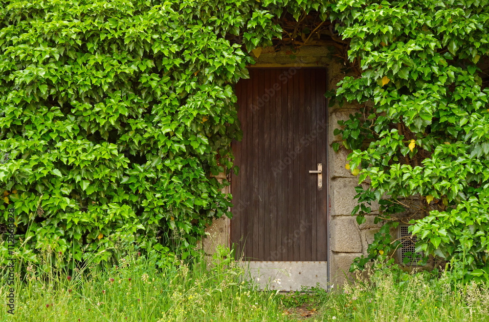wooden basement door overgrown green leaves wooden basement door overgrown green leaves