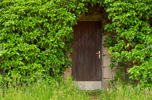 wooden basement door overgrown green leaves