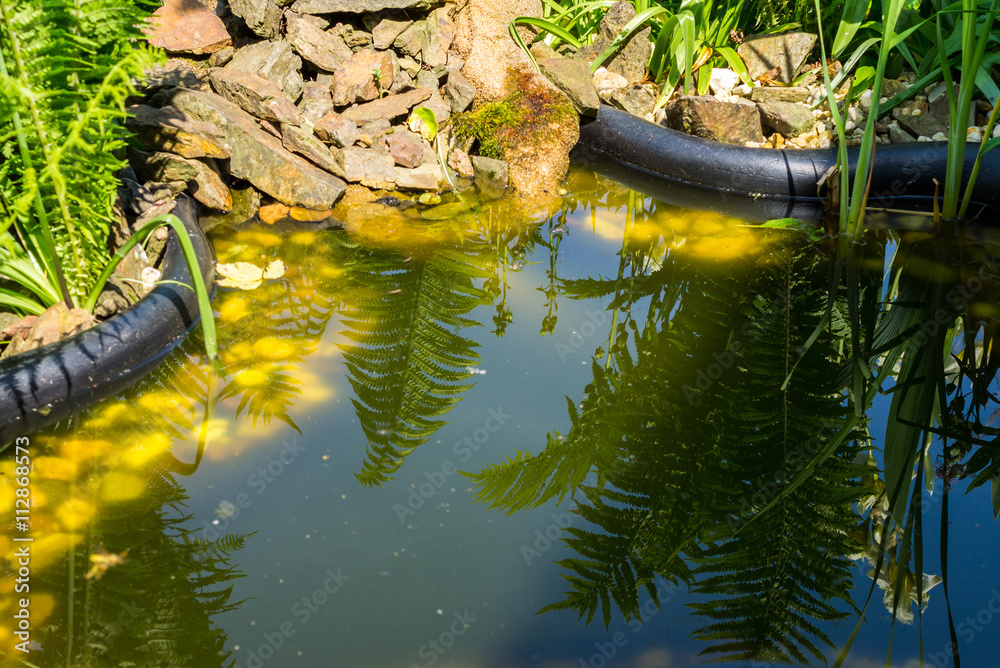 Algenbewuchs im Gartenteich Stock Photo Adobe Stock