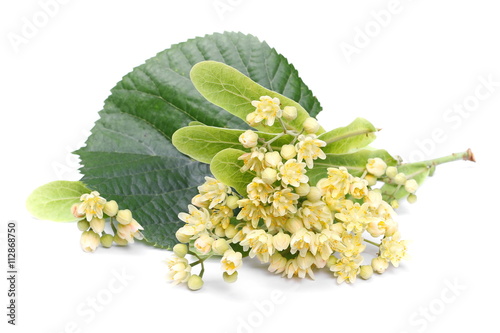 Fototapeta Naklejka Na Ścianę i Meble -  linden flowers isolated on white background