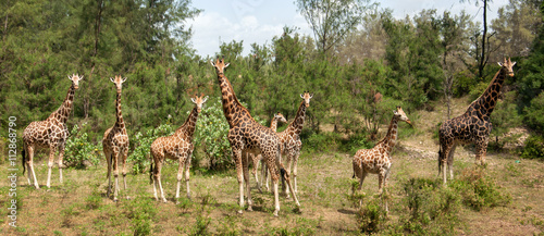 Eight giraffes on the glade