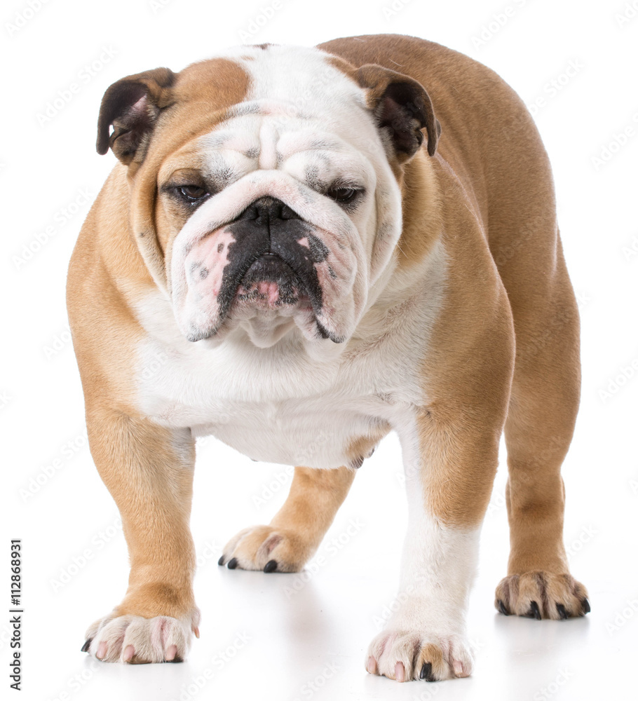 female english bulldog