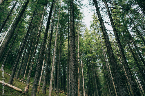 Fototapeta Naklejka Na Ścianę i Meble -  Green Mountain Forest background. Misty pine forest landscape. Travel