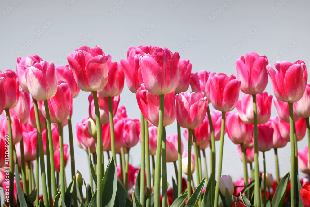 Pink Tulip flowers against grey sky background