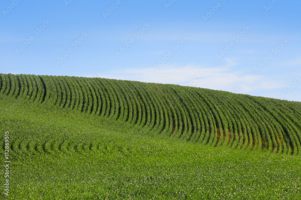 Wheat fields in Washington state against blue sky.
