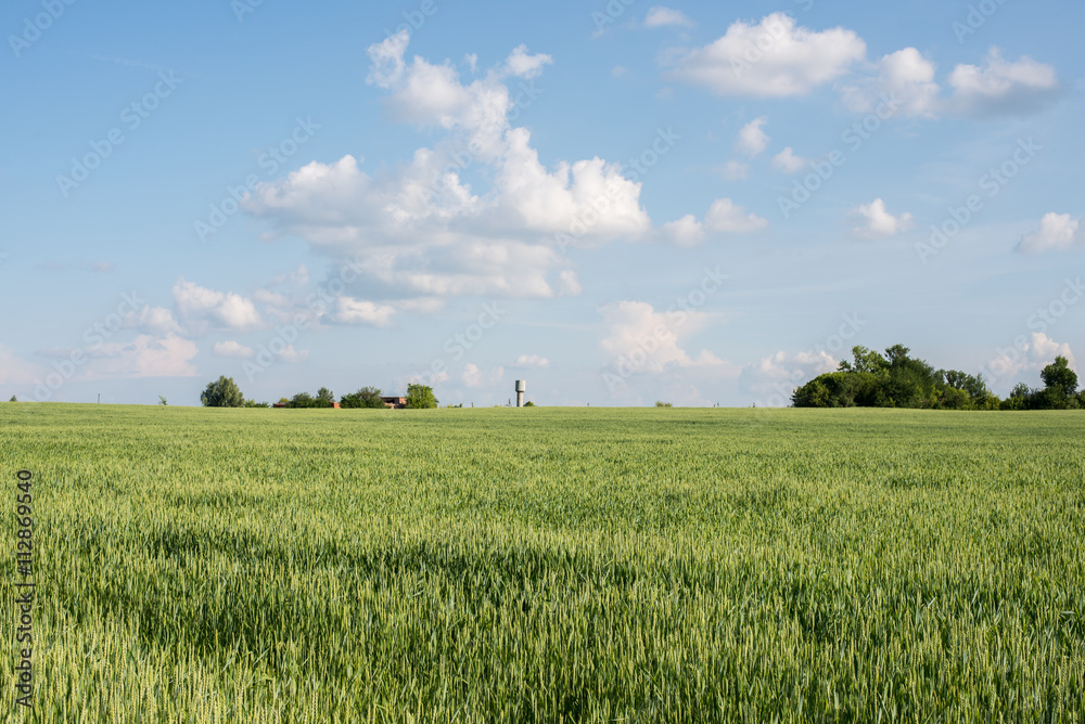 Immature wheat in the field