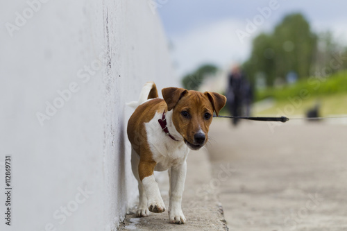 Puppy Jack Russell Terrier for a walk in the city
