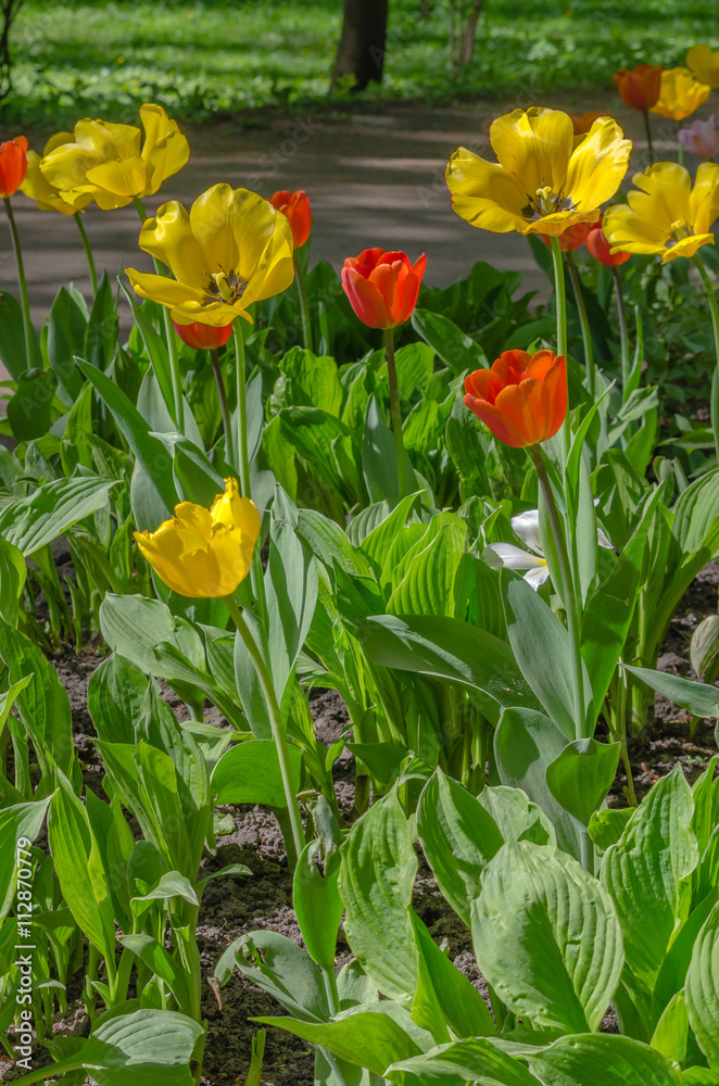 Some buds of red and yellow blossoming tulips on the gaden Some buds of red and yellow blossoming tulips on the gaden