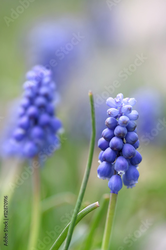 Close up shot of Hyacinth flowers