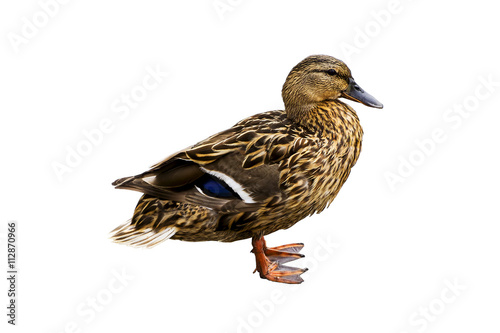 duck isolated on a white background