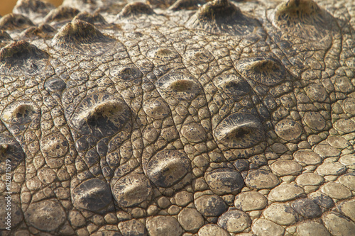 Detail of crocodile's skin. Close up of the texture.