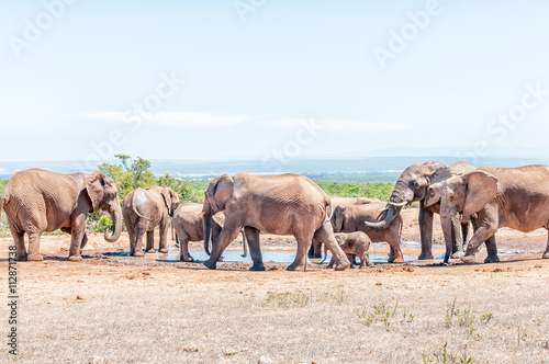 African Elephant family