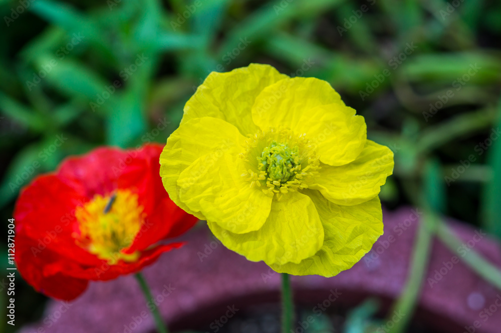 Rote und Gelbe Mohnblume Rote und Gelbe Mohnblume