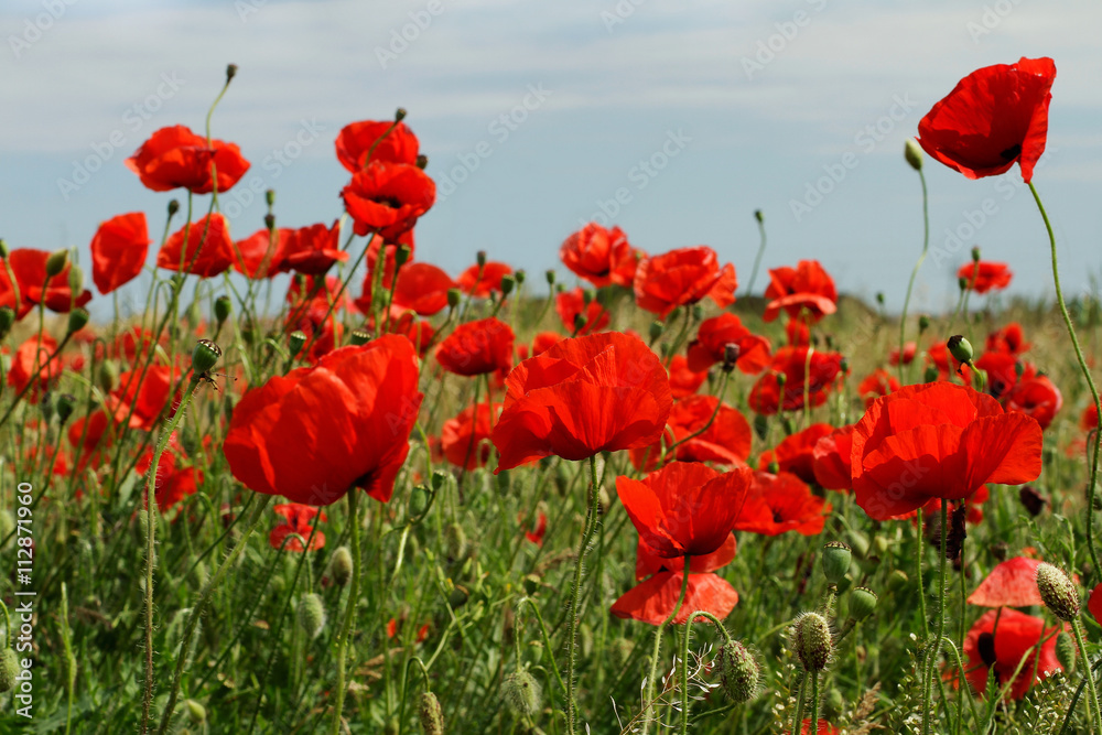 Red poppies on blue sky background