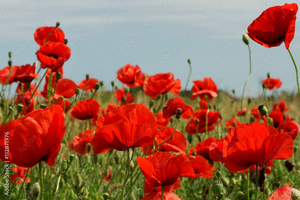 Obraz premium Red poppies in sunny day