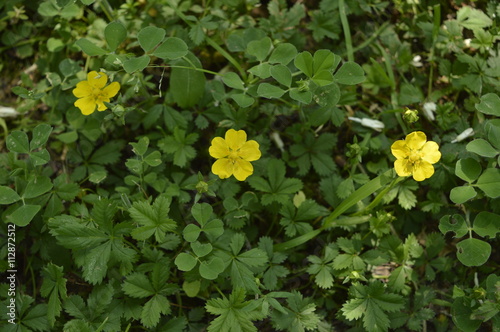 Potentilla reptans - plant of Rosaceae family, creeping stems, single beautiful yellow flowers photo