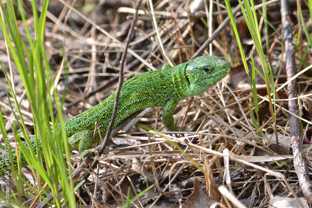 Sand lizard (Lacerta agilis). Sand lizard (Lacerta agilis).