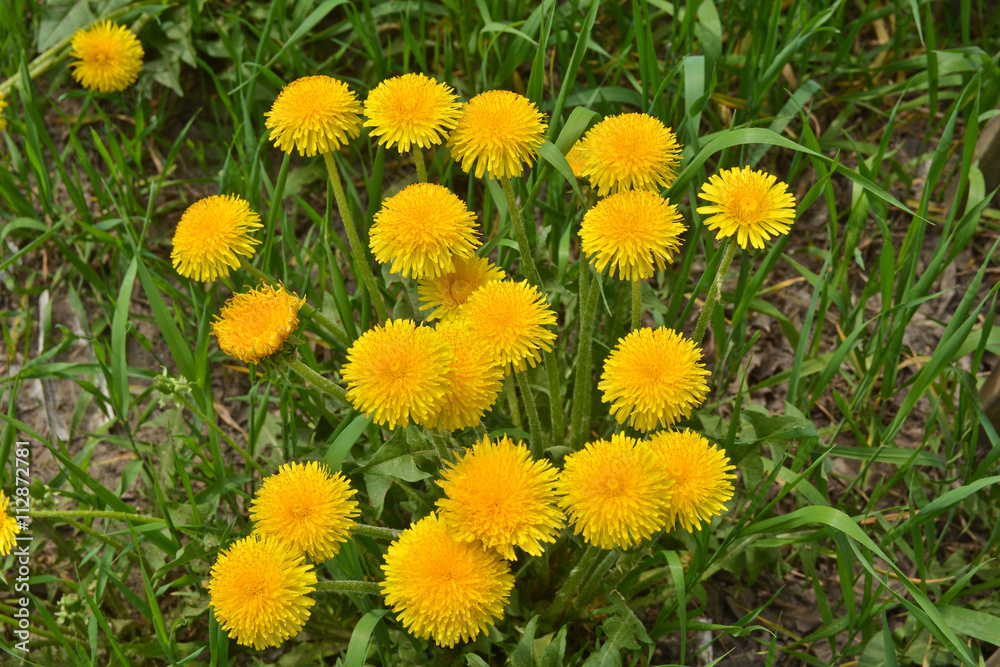 Dandelions in the spring meadow. Dandelions in the spring meadow.