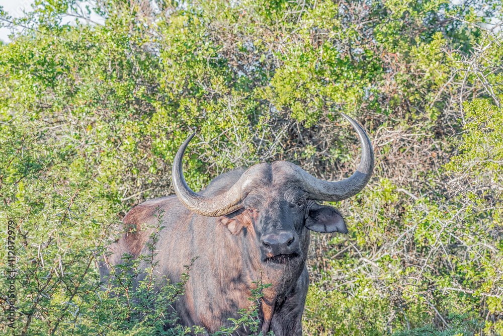 Obraz premium Cape Buffalo looking towards the camera