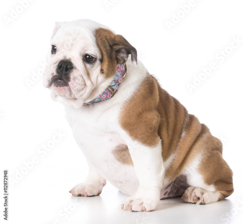 adorable bulldog puppy © Willee Cole