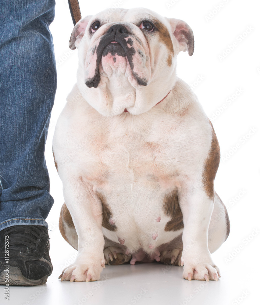 Obraz premium dog obedience training