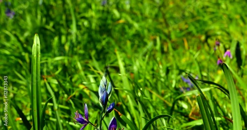 4K Field of Common Camas, Camassia Quamash during the Spring