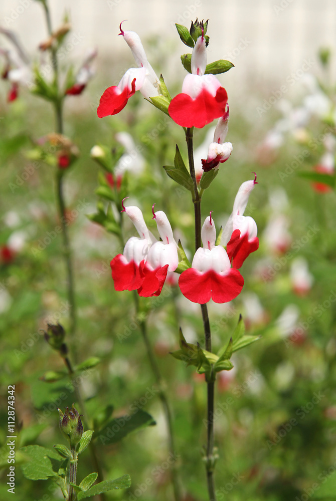 Salvia Hot Lips rouge et blanche - obrazy, fototapety, plakaty 